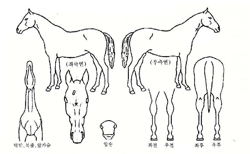 ºÎ»ê´ë±³ÀÇ Ãø¸é,¿ì¸é,µÞ¸é,µÎ»ó,´Ù¸®ÀÇ Æ¯Â¡µµÇØ