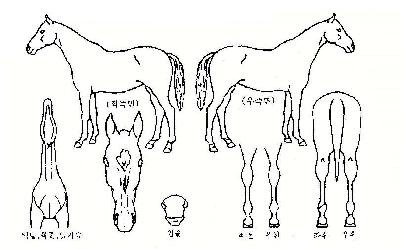 ¸Â´ë°áÀÇ Ãø¸é,¿ì¸é,µÞ¸é,µÎ»ó,´Ù¸®ÀÇ Æ¯Â¡µµÇØ