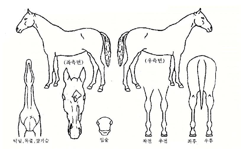 ¼Ûº¸¸®ÀÚ¸¶ÀÇ Ãø¸é,¿ì¸é,µÞ¸é,µÎ»ó,´Ù¸®ÀÇ Æ¯Â¡µµÇØ