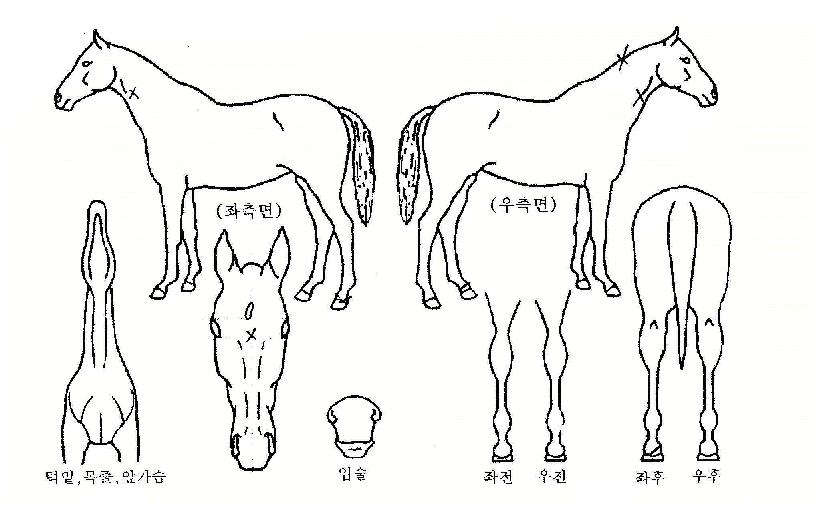 ÂüÁ¦ºñÀÇ Ãø¸é,¿ì¸é,µÞ¸é,µÎ»ó,´Ù¸®ÀÇ Æ¯Â¡µµÇØ