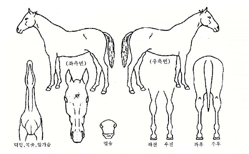 �ö��̺����� ����,���,�޸�,�λ�,�ٸ��� Ư¡����