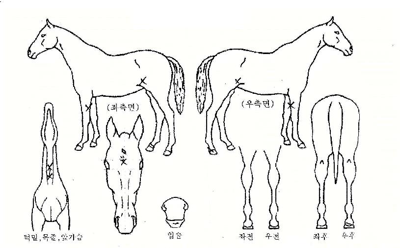 ´ç´ëÆòÁ¤ÀÇ Ãø¸é,¿ì¸é,µÞ¸é,µÎ»ó,´Ù¸®ÀÇ Æ¯Â¡µµÇØ