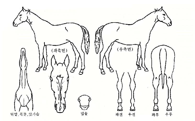 �������� ����,���,�޸�,�λ�,�ٸ��� Ư¡����