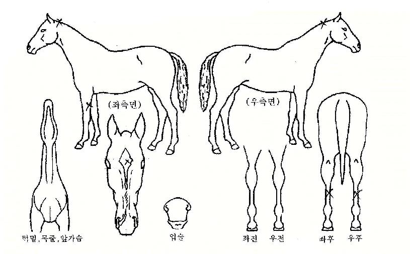 ������ ����,���,�޸�,�λ�,�ٸ��� Ư¡����