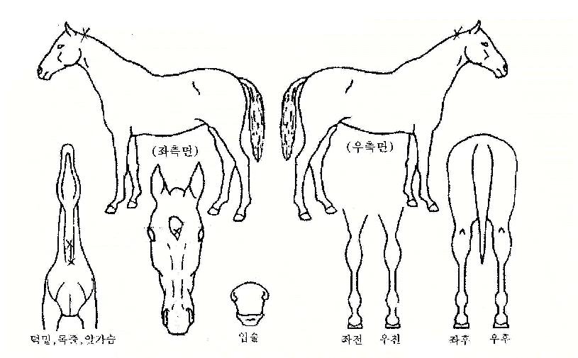 ����Ƴ��ڸ��� ����,���,�޸�,�λ�,�ٸ��� Ư¡����