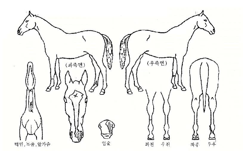 �ɾ��� ����,���,�޸�,�λ�,�ٸ��� Ư¡����