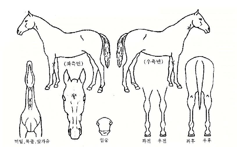 õ»óºÀÀÇ Ãø¸é,¿ì¸é,µÞ¸é,µÎ»ó,´Ù¸®ÀÇ Æ¯Â¡µµÇØ