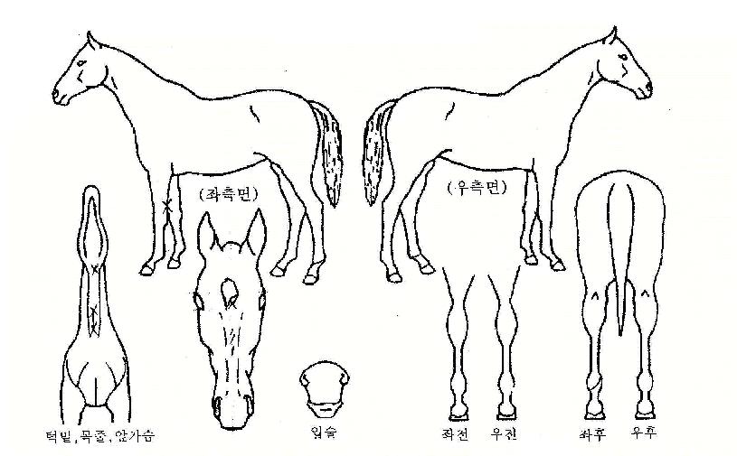 ¼ö¼ºÁ¦ÀÏÀÇ Ãø¸é,¿ì¸é,µÞ¸é,µÎ»ó,´Ù¸®ÀÇ Æ¯Â¡µµÇØ