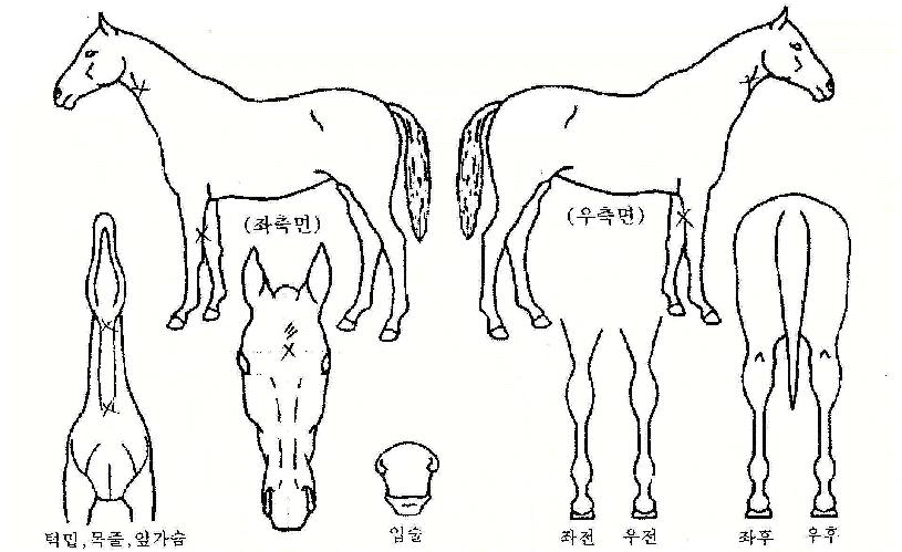 �볪���� ����,���,�޸�,�λ�,�ٸ��� Ư¡����