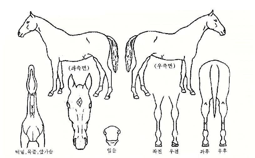 ȿ���� ����,���,�޸�,�λ�,�ٸ��� Ư¡����