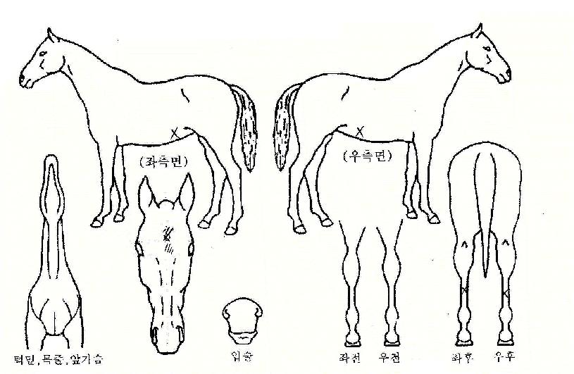 ´Ù¼ØÀÌÀÇ Ãø¸é,¿ì¸é,µÞ¸é,µÎ»ó,´Ù¸®ÀÇ Æ¯Â¡µµÇØ