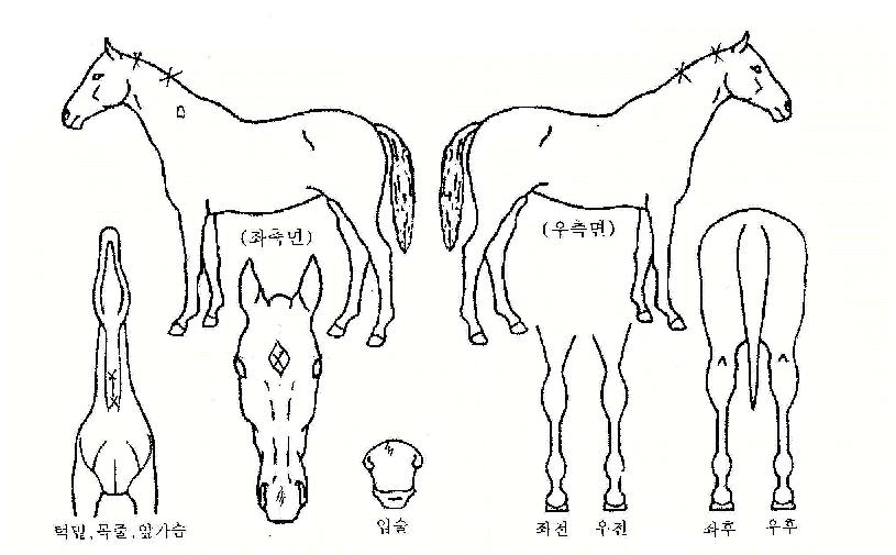 ¿Õ°üÀÇ Ãø¸é,¿ì¸é,µÞ¸é,µÎ»ó,´Ù¸®ÀÇ Æ¯Â¡µµÇØ