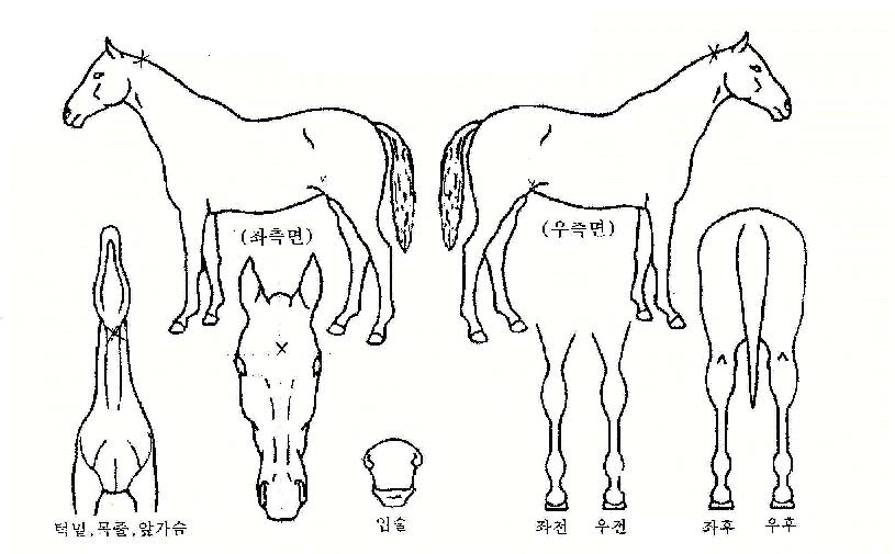 ������ ����,���,�޸�,�λ�,�ٸ��� Ư¡����