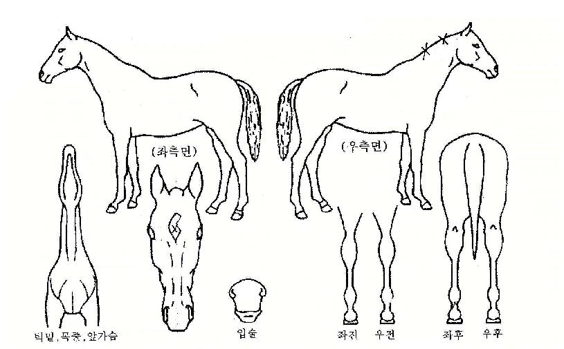 ������Ʈ������ ����,���,�޸�,�λ�,�ٸ��� Ư¡����