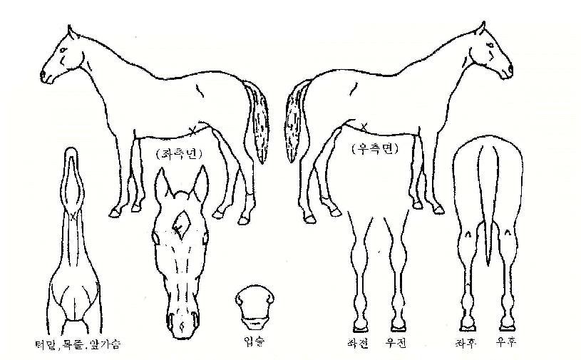 õ�Ͽ����� ����,���,�޸�,�λ�,�ٸ��� Ư¡����