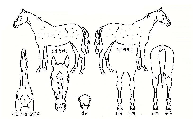 ÁÁÀºÂ¡Á¶ÀÇ Ãø¸é,¿ì¸é,µÞ¸é,µÎ»ó,´Ù¸®ÀÇ Æ¯Â¡µµÇØ
