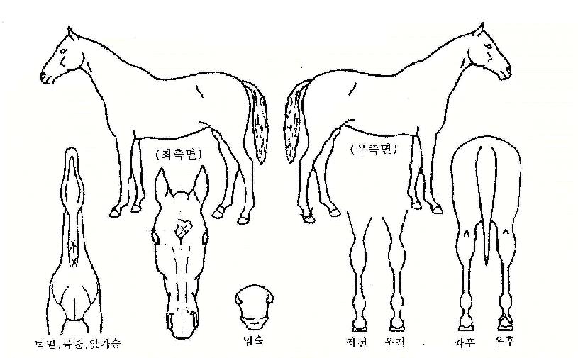 ·°Å°¼¼ºìÀÇ Ãø¸é,¿ì¸é,µÞ¸é,µÎ»ó,´Ù¸®ÀÇ Æ¯Â¡µµÇØ