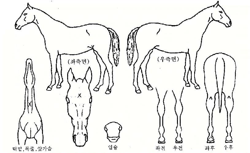 ���̾���ƪ�ڸ��� ����,���,�޸�,�λ�,�ٸ��� Ư¡����