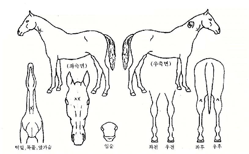 ū������ ����,���,�޸�,�λ�,�ٸ��� Ư¡����