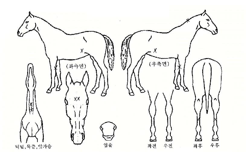 ưư������ ����,���,�޸�,�λ�,�ٸ��� Ư¡����