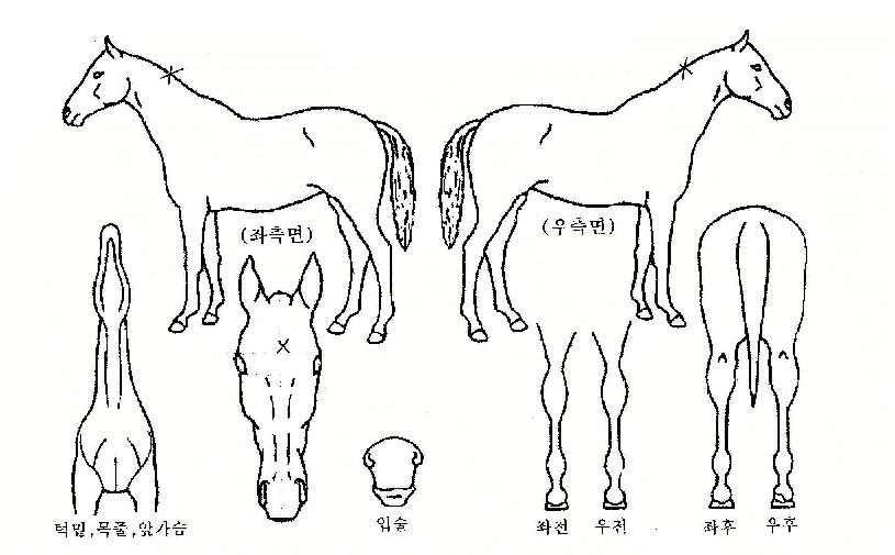 ���׹��� ����,���,�޸�,�λ�,�ٸ��� Ư¡����