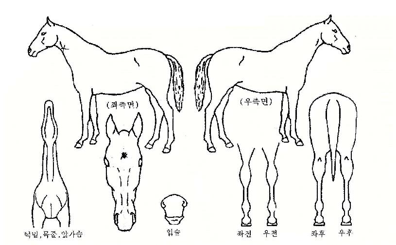 �ٸ�ī���� ����,���,�޸�,�λ�,�ٸ��� Ư¡����