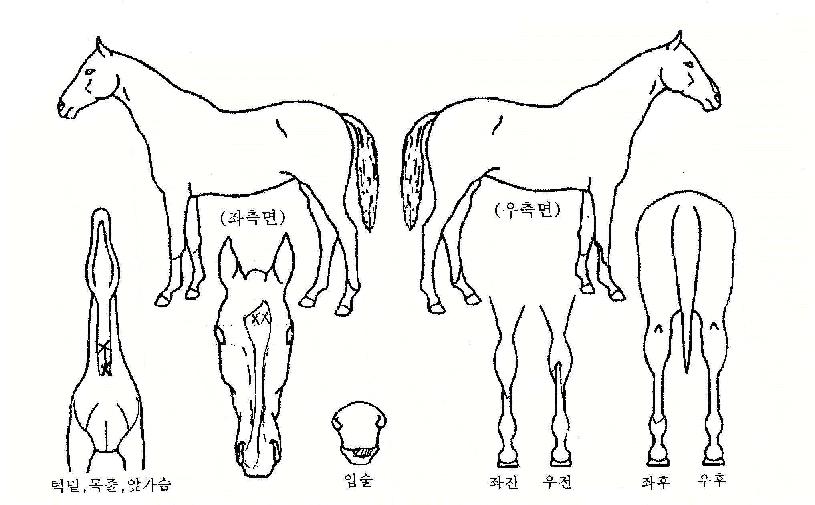 ÆÛ½ºÆ®Ä¹ÀÇ Ãø¸é,¿ì¸é,µÞ¸é,µÎ»ó,´Ù¸®ÀÇ Æ¯Â¡µµÇØ
