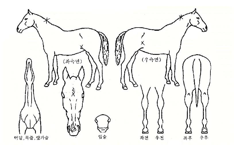 ȣ�ڳ����� ����,���,�޸�,�λ�,�ٸ��� Ư¡����