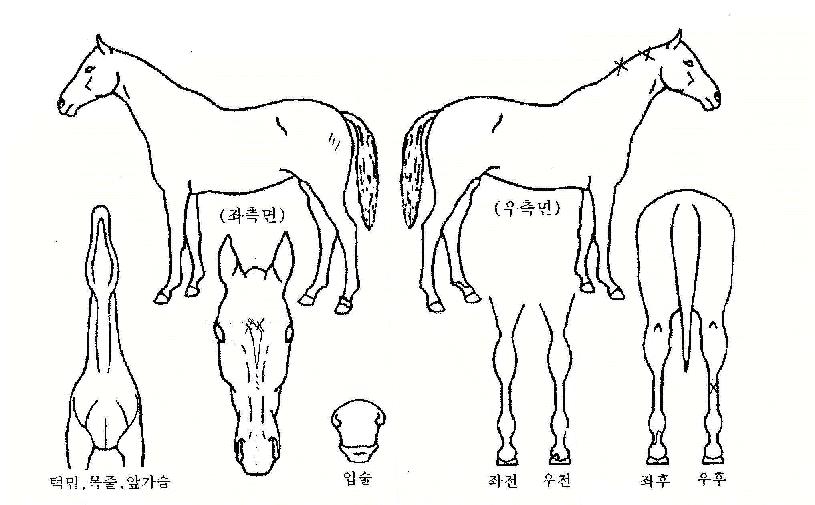 ���ſ��� ����,���,�޸�,�λ�,�ٸ��� Ư¡����