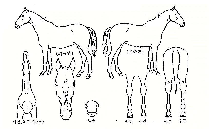 ¼öÅ©·ÉÀÇ Ãø¸é,¿ì¸é,µÞ¸é,µÎ»ó,´Ù¸®ÀÇ Æ¯Â¡µµÇØ