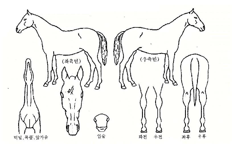 ¸¸±ÝÀÇ Ãø¸é,¿ì¸é,µÞ¸é,µÎ»ó,´Ù¸®ÀÇ Æ¯Â¡µµÇØ