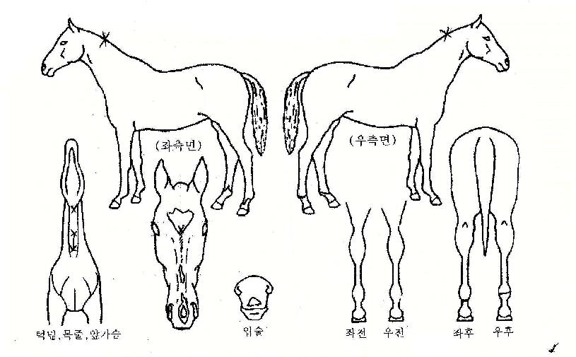 ����õ���� ����,���,�޸�,�λ�,�ٸ��� Ư¡����