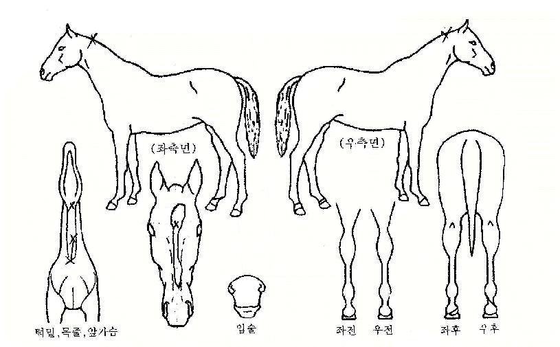 �主ù������ ����,���,�޸�,�λ�,�ٸ��� Ư¡����