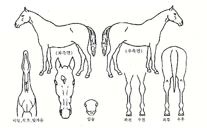 �¾��ǻ�¡�� ����,���,�޸�,�λ�,�ٸ��� Ư¡����