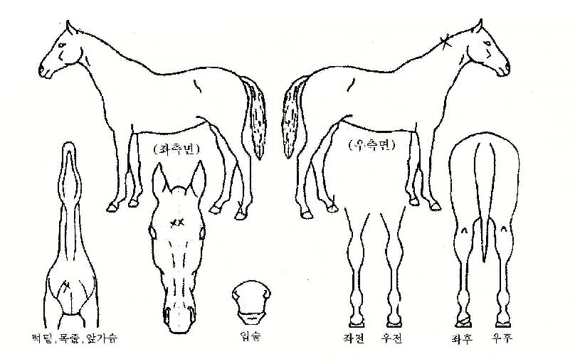 �缱���� ����,���,�޸�,�λ�,�ٸ��� Ư¡����