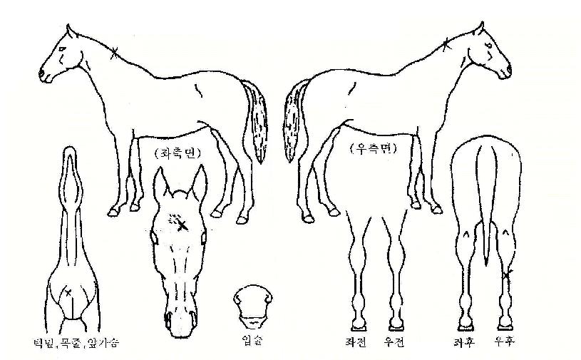 ¿ÕÀ̸ÞÀÇ Ãø¸é,¿ì¸é,µÞ¸é,µÎ»ó,´Ù¸®ÀÇ Æ¯Â¡µµÇØ