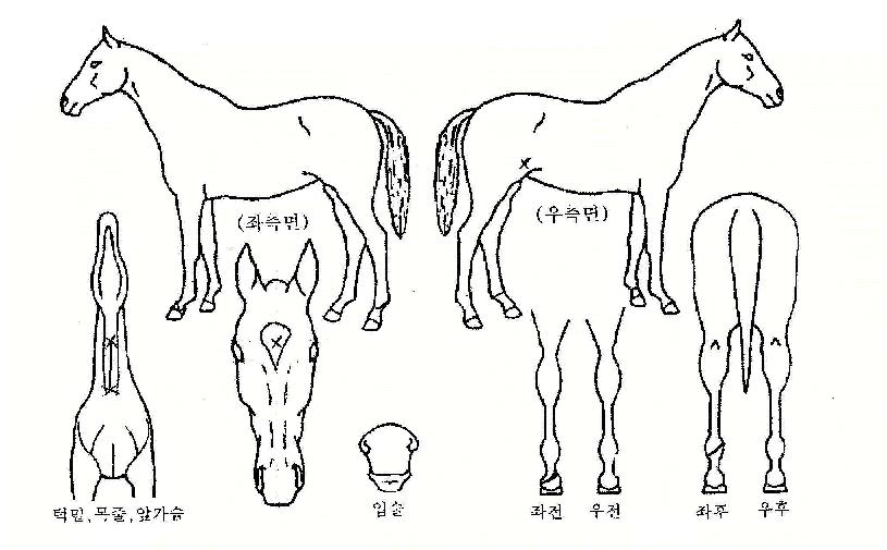 »ç¿ì½ºÆ÷ÀÇ Ãø¸é,¿ì¸é,µÞ¸é,µÎ»ó,´Ù¸®ÀÇ Æ¯Â¡µµÇØ
