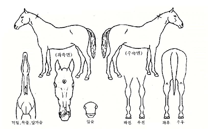 ȯ»óÄÞºñÀÇ Ãø¸é,¿ì¸é,µÞ¸é,µÎ»ó,´Ù¸®ÀÇ Æ¯Â¡µµÇØ