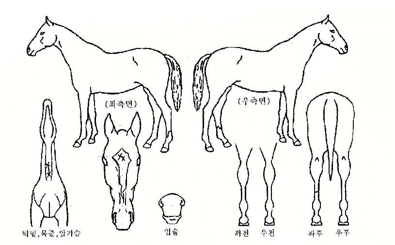 �ʰ����� ����,���,�޸�,�λ�,�ٸ��� Ư¡����