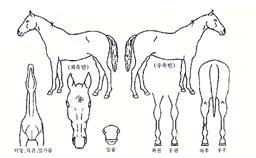 ÀÏÁÖ¹®ÀÇ Ãø¸é,¿ì¸é,µÞ¸é,µÎ»ó,´Ù¸®ÀÇ Æ¯Â¡µµÇØ
