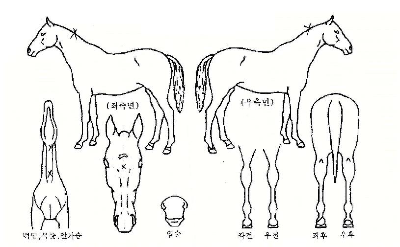 ¿ëÈ£»óÀÇ Ãø¸é,¿ì¸é,µÞ¸é,µÎ»ó,´Ù¸®ÀÇ Æ¯Â¡µµÇØ