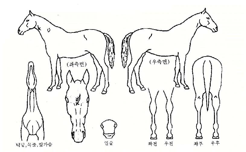 ����ǲ��� ����,���,�޸�,�λ�,�ٸ��� Ư¡����