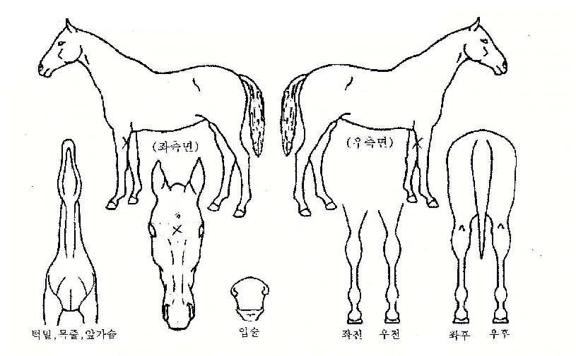 ������ ����,���,�޸�,�λ�,�ٸ��� Ư¡����