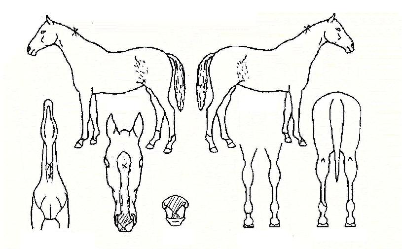 �̷��Ҹ��� ����,���,�޸�,�λ�,�ٸ��� Ư¡����