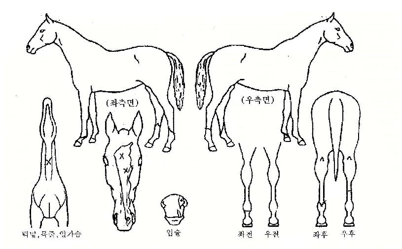 ��ǳ�ô��� ����,���,�޸�,�λ�,�ٸ��� Ư¡����