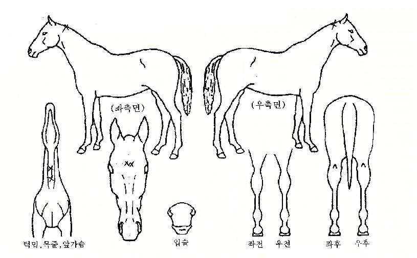 ¿ì¸®ÇÔ²²ÀÇ Ãø¸é,¿ì¸é,µÞ¸é,µÎ»ó,´Ù¸®ÀÇ Æ¯Â¡µµÇØ