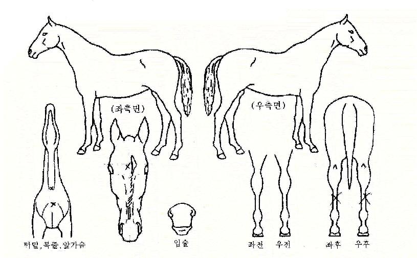 ¹ÌÃßȦÀÇ Ãø¸é,¿ì¸é,µÞ¸é,µÎ»ó,´Ù¸®ÀÇ Æ¯Â¡µµÇØ