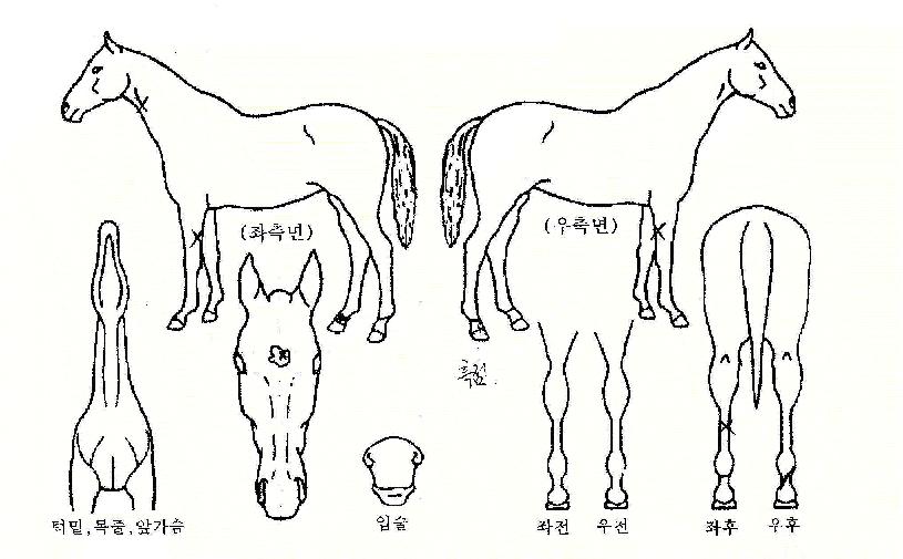 Æ®¸®¸à´õ½ºÀÇ Ãø¸é,¿ì¸é,µÞ¸é,µÎ»ó,´Ù¸®ÀÇ Æ¯Â¡µµÇØ