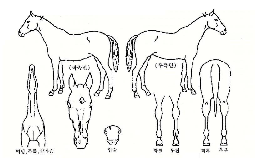 �������̾�Ʈ�� ����,���,�޸�,�λ�,�ٸ��� Ư¡����