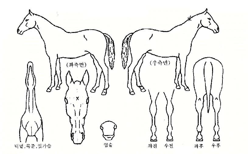 ´ºÆäÀ̽ºÀÇ Ãø¸é,¿ì¸é,µÞ¸é,µÎ»ó,´Ù¸®ÀÇ Æ¯Â¡µµÇØ